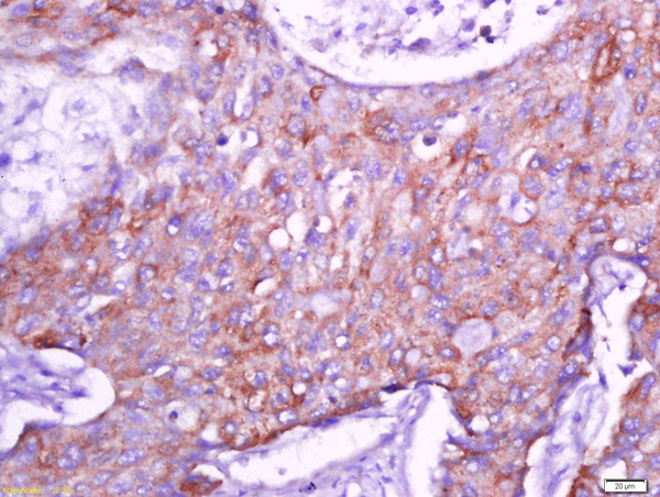 Connexin-40 Antibody in Immunohistochemistry (Paraffin) (IHC (P))