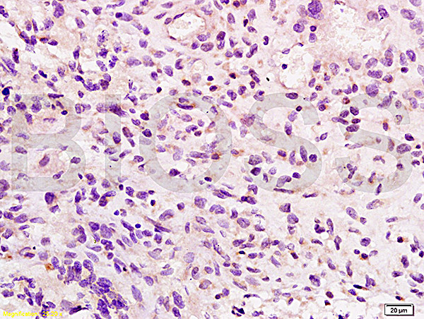 Integrin beta 7 Antibody in Immunohistochemistry (Paraffin) (IHC (P))