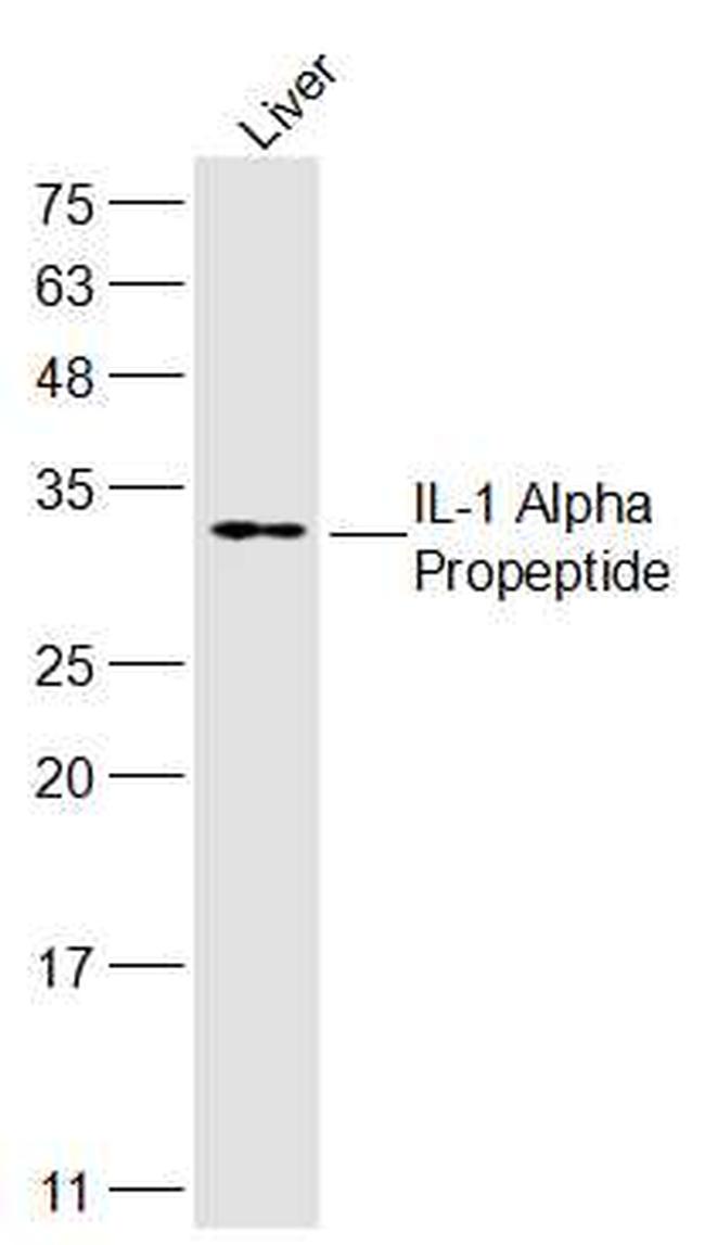 IL-1 Alpha Propeptide Antibody in Western Blot (WB)