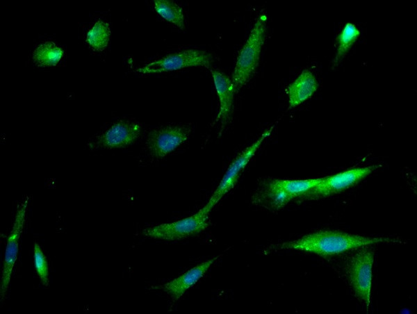 Integrin Alpha 3 + Beta 1 Antibody in Immunocytochemistry (ICC/IF)