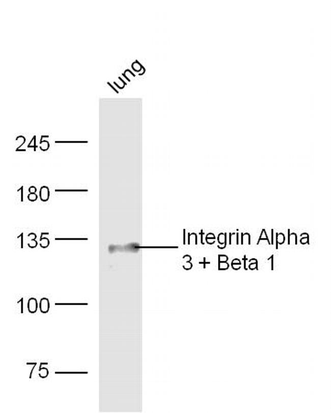 Integrin Alpha 3 + Beta 1 Antibody in Western Blot (WB)