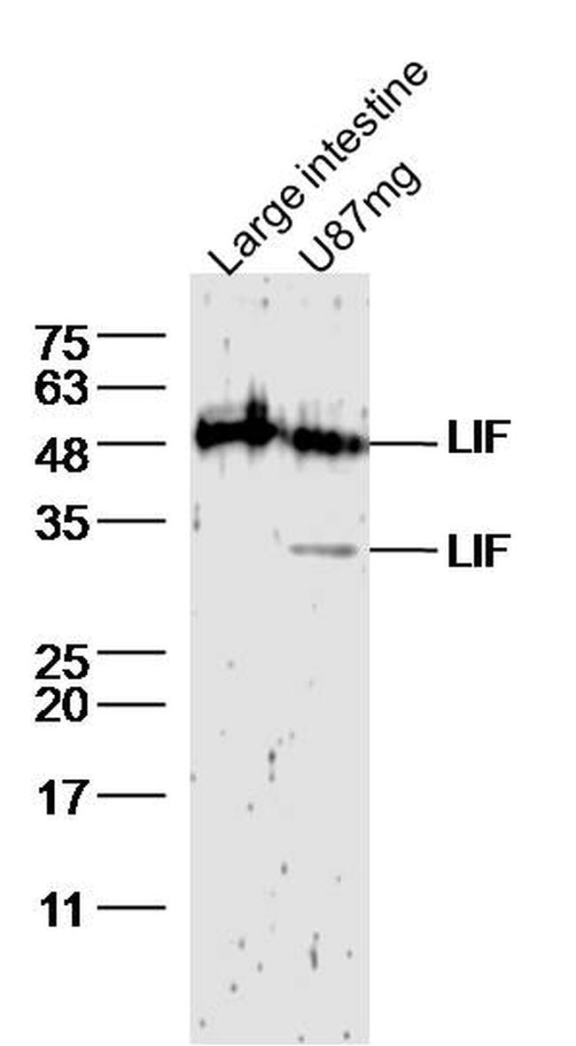 LIF Antibody in Western Blot (WB)