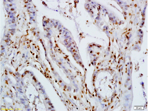 KLF2/4 Antibody in Immunohistochemistry (Paraffin) (IHC (P))