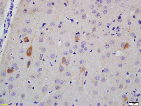 NF-H Antibody in Immunohistochemistry (Paraffin) (IHC (P))