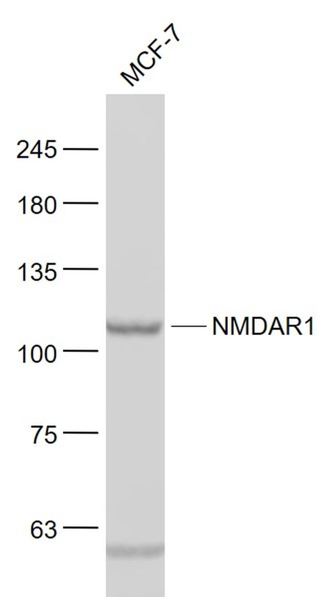 NMDAR1 Antibody in Western Blot (WB)