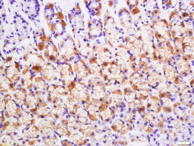 BMP2 Antibody in Immunohistochemistry (Paraffin) (IHC (P))