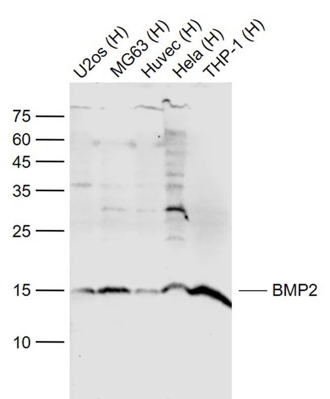 BMP2 Antibody in Western Blot (WB)