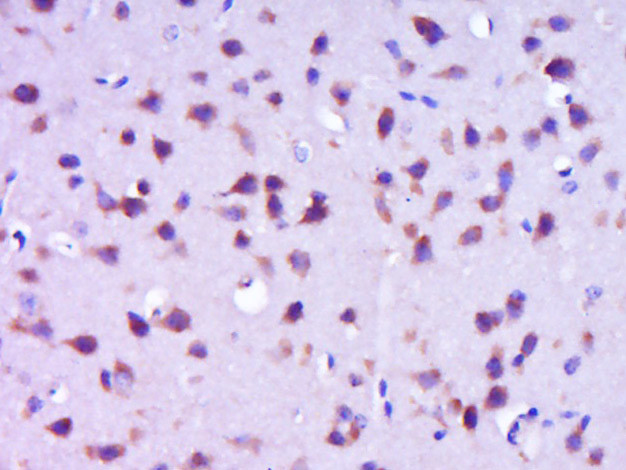 NELL1 Antibody in Immunohistochemistry (Paraffin) (IHC (P))