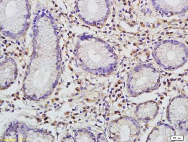 CCL1 Antibody in Immunohistochemistry (Paraffin) (IHC (P))