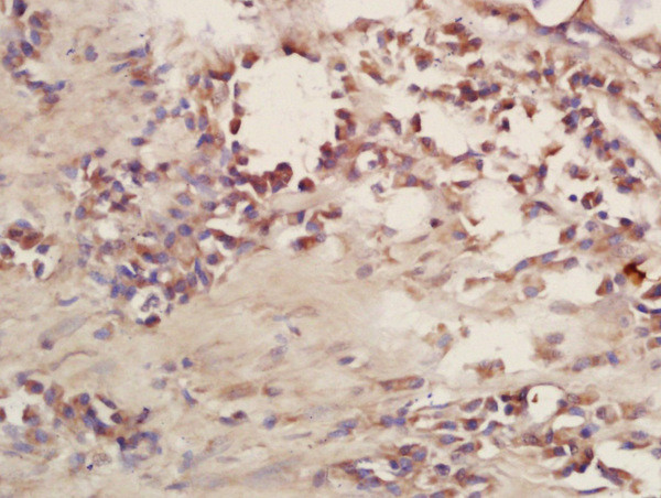 CD101 Antibody in Immunohistochemistry (Paraffin) (IHC (P))