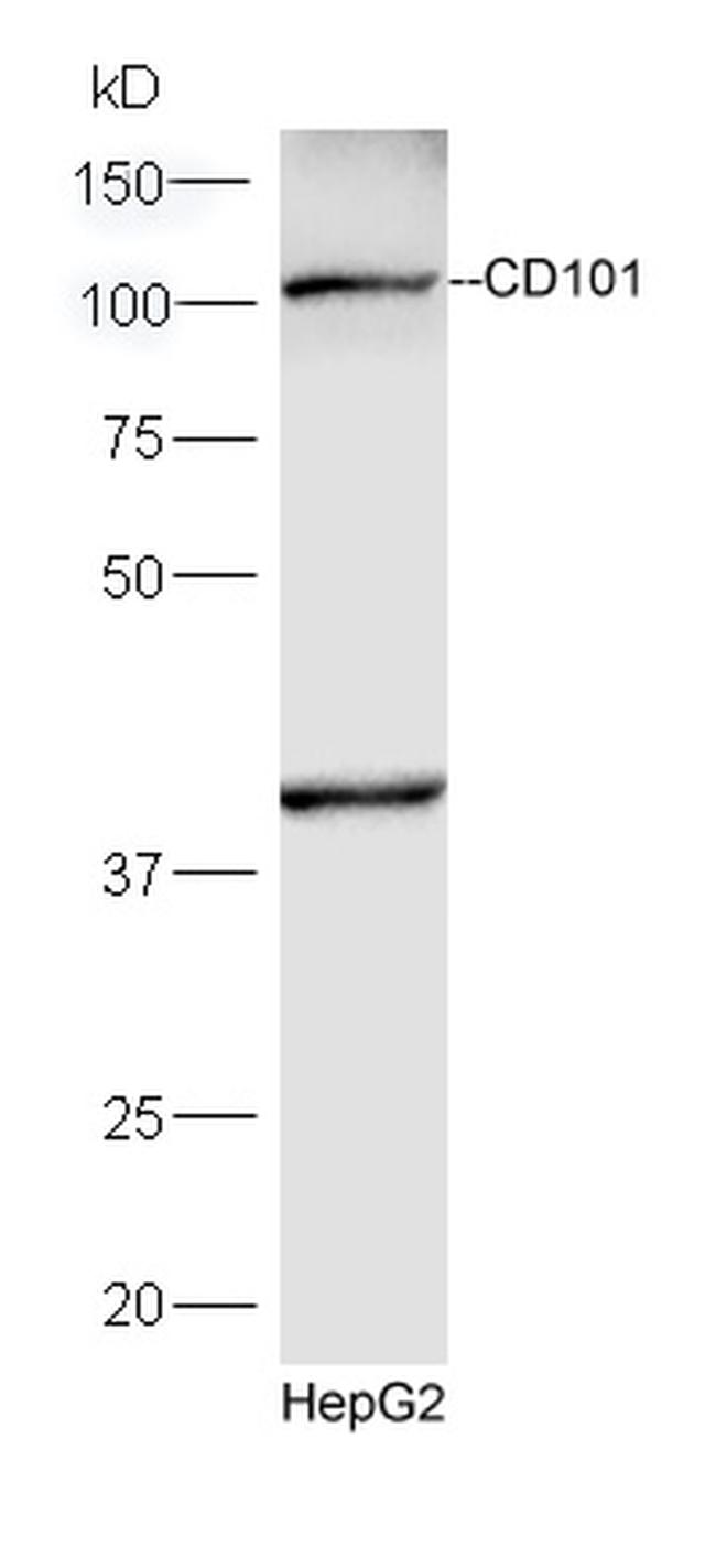 CD101 Antibody in Western Blot (WB)