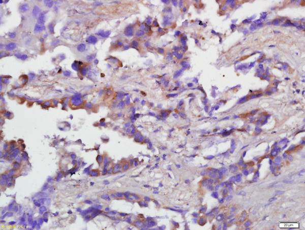 Caspase-1 p20 Antibody in Immunohistochemistry (Paraffin) (IHC (P))