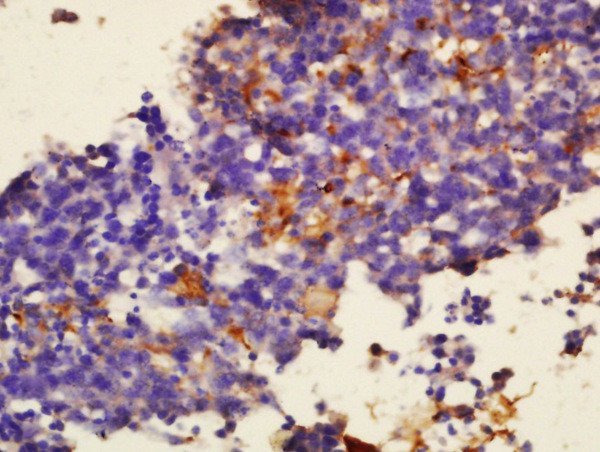 Sialoadhesin Antibody in Immunohistochemistry (Paraffin) (IHC (P))