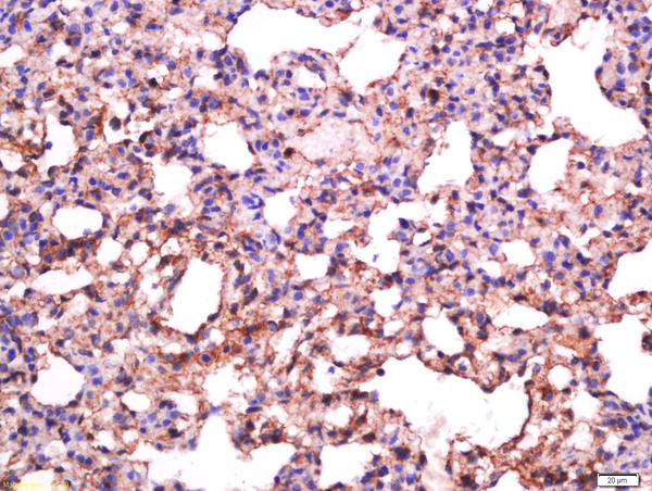 Sialoadhesin Antibody in Immunohistochemistry (Paraffin) (IHC (P))