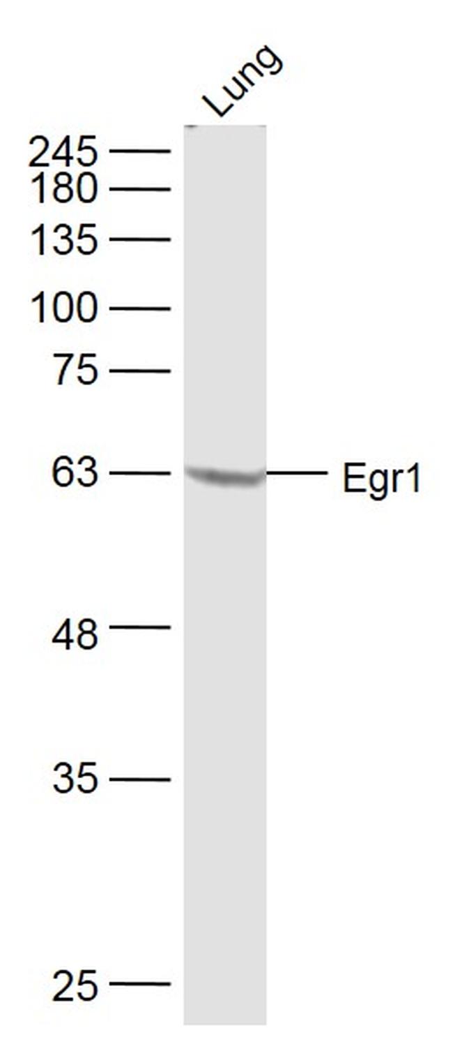 Egr1 Antibody in Western Blot (WB)