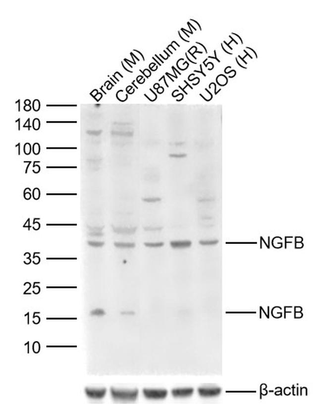 NGFB Antibody in Western Blot (WB)