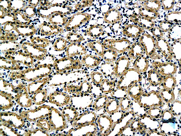 Laminin alpha 5 Antibody in Immunohistochemistry (Paraffin) (IHC (P))