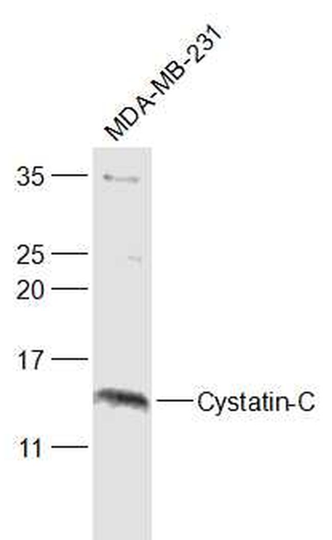 Cystatin-C Antibody in Western Blot (WB)