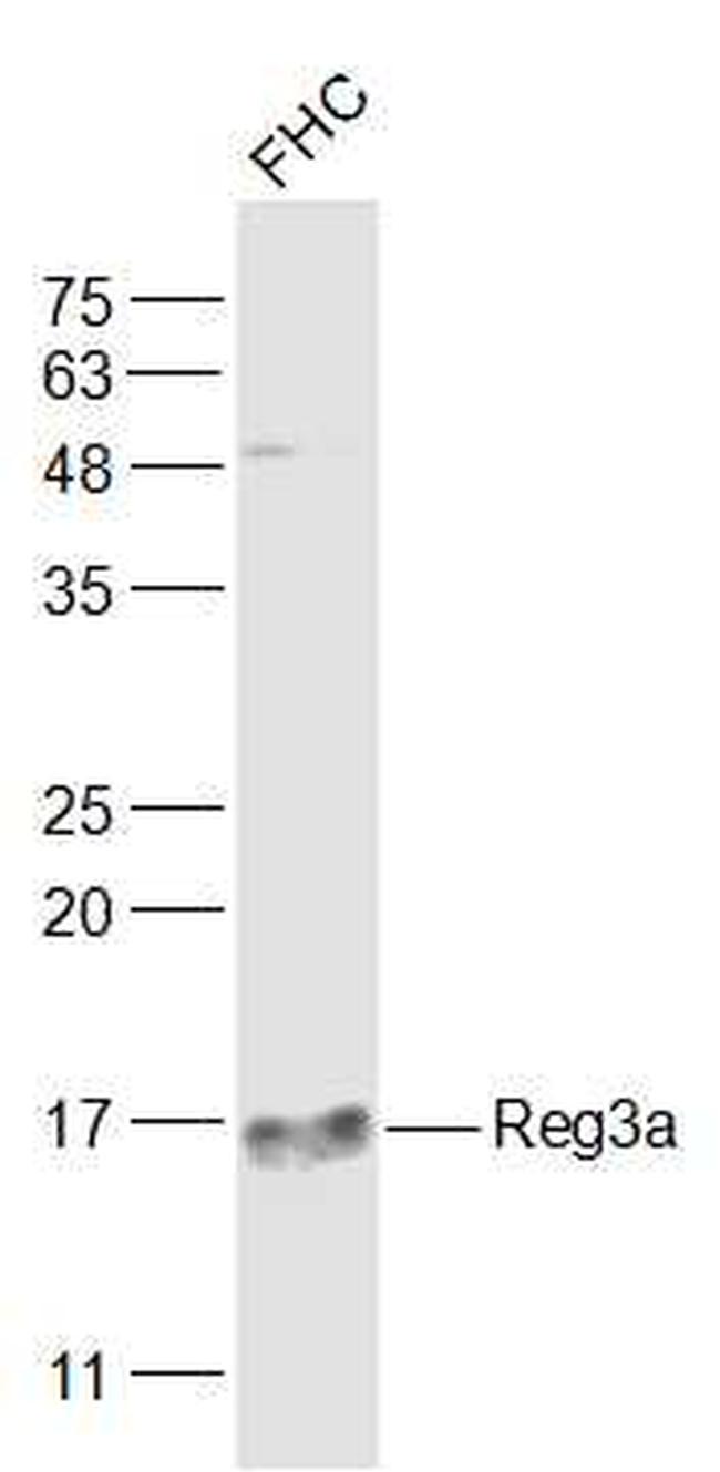 Reg3a Antibody in Western Blot (WB)