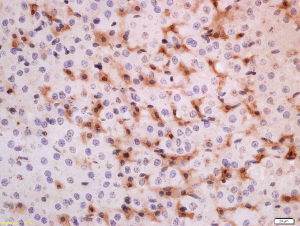 ADRB3 Antibody in Immunohistochemistry (Paraffin) (IHC (P))