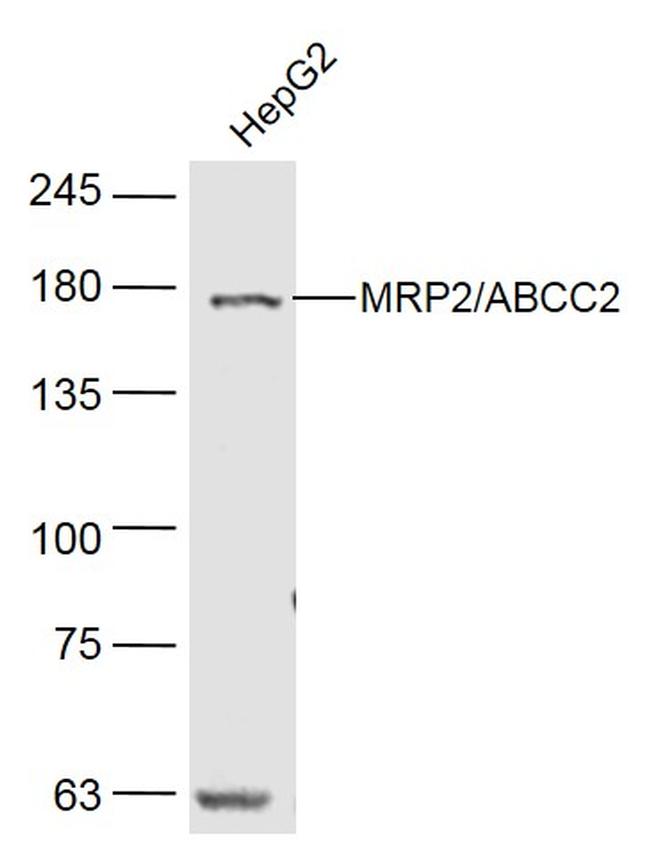 MRP2 Antibody in Western Blot (WB)