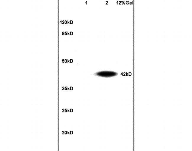 CHI3L1 Antibody in Western Blot (WB)