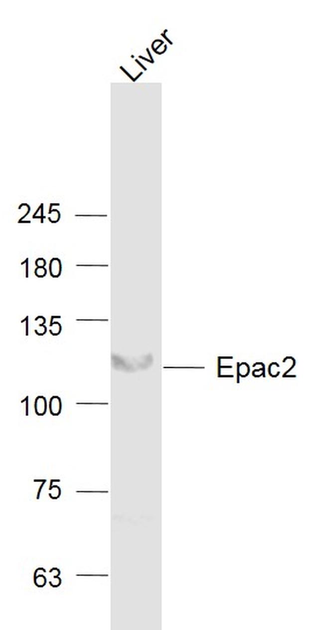 Epac2 Antibody in Western Blot (WB)