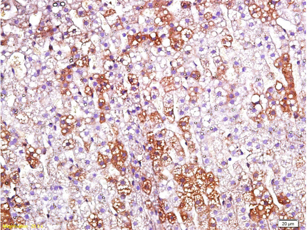 Orexin receptor 1+2 Antibody in Immunohistochemistry (Paraffin) (IHC (P))