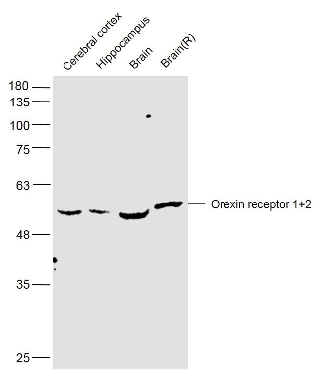 Orexin receptor 1+2 Antibody in Western Blot (WB)