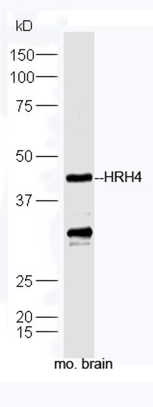 HRH4 Antibody in Western Blot (WB)