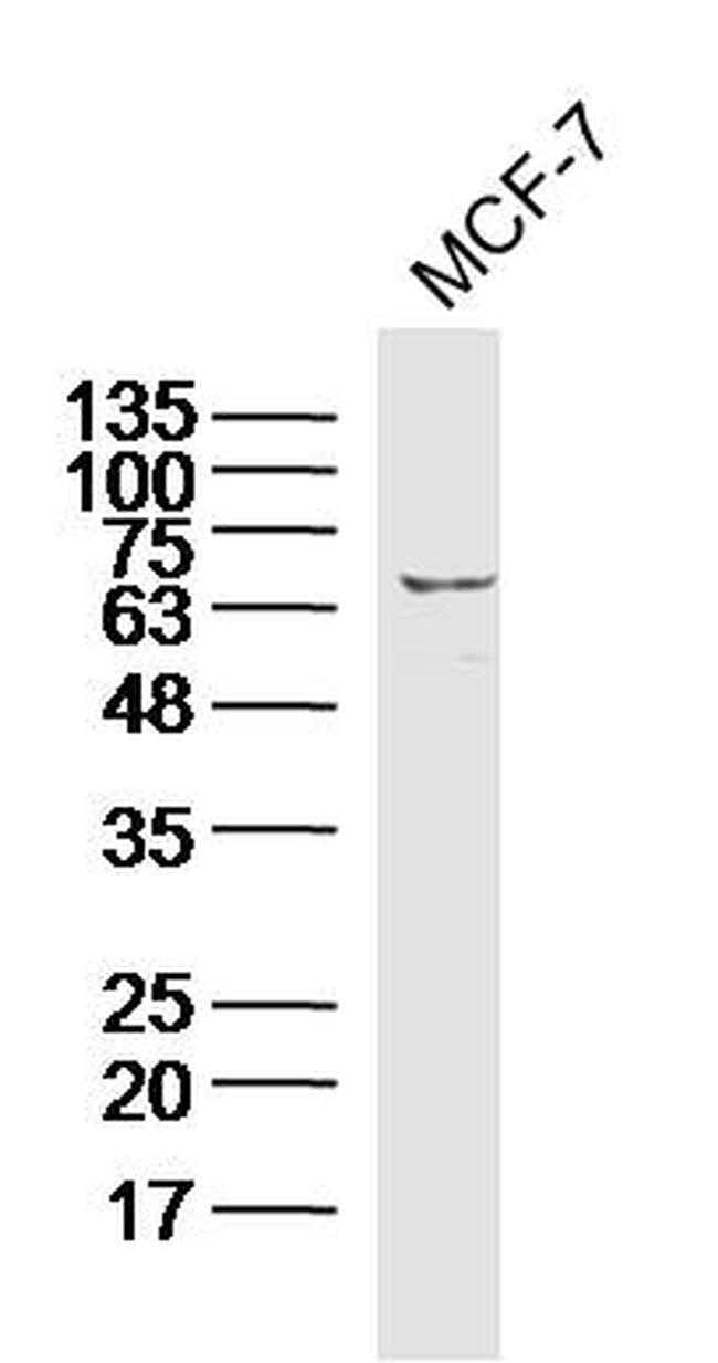 Calpain 1 Antibody in Western Blot (WB)