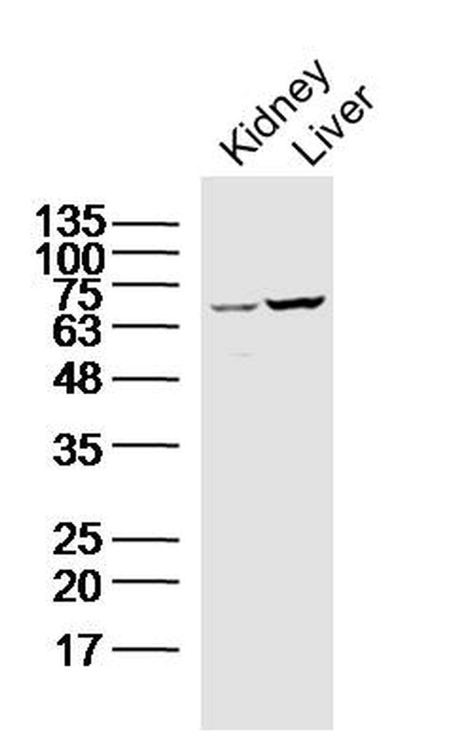 Calpain 1 Antibody in Western Blot (WB)