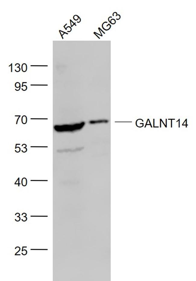 GALNT14 Antibody in Western Blot (WB)