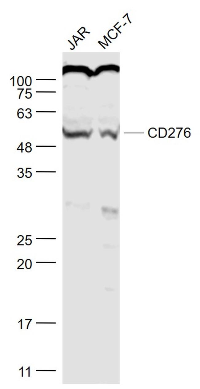 CD276/B7H3 Antibody in Western Blot (WB)