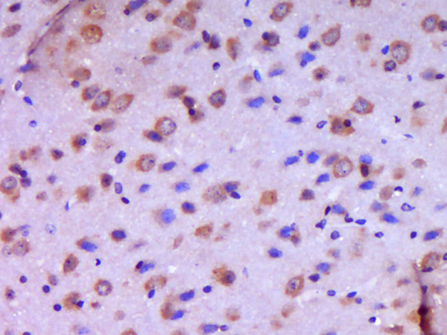 JAMC Antibody in Immunohistochemistry (Paraffin) (IHC (P))