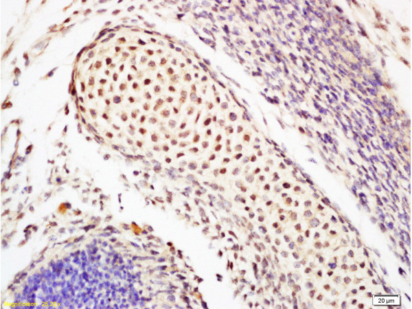 OCT4 Antibody in Immunohistochemistry (Paraffin) (IHC (P))