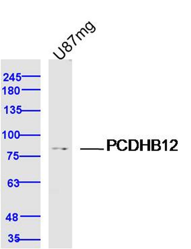 PCDHB12 Antibody in Western Blot (WB)