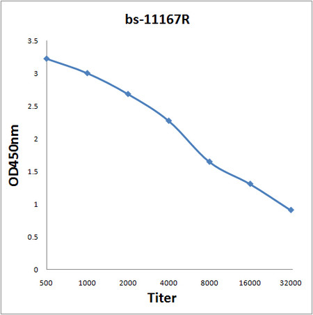 VGLUT1/VGLUT2 Antibody in ELISA (ELISA)