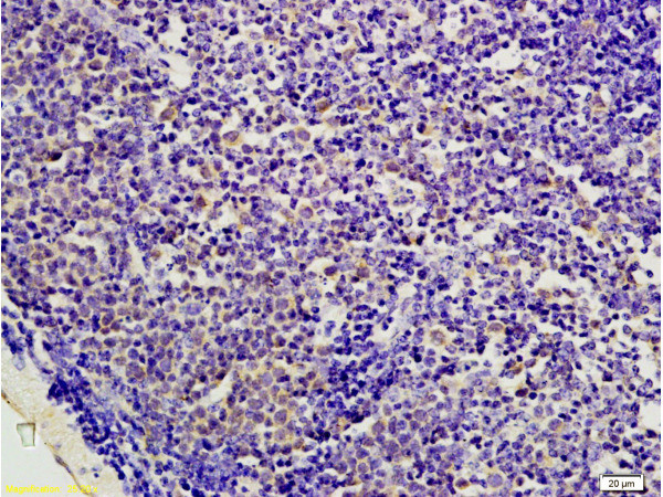 AMPK beta 1 + 2 Antibody in Immunohistochemistry (Paraffin) (IHC (P))