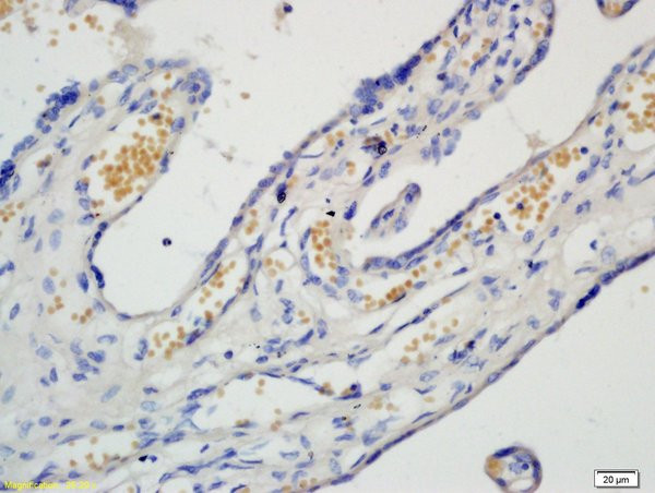 PAF Antibody in Immunohistochemistry (Paraffin) (IHC (P))