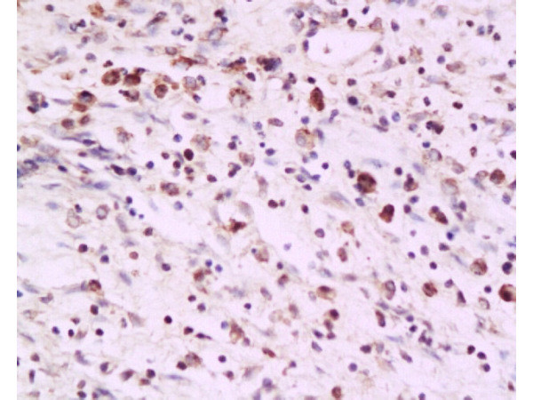 PAF Antibody in Immunohistochemistry (Paraffin) (IHC (P))