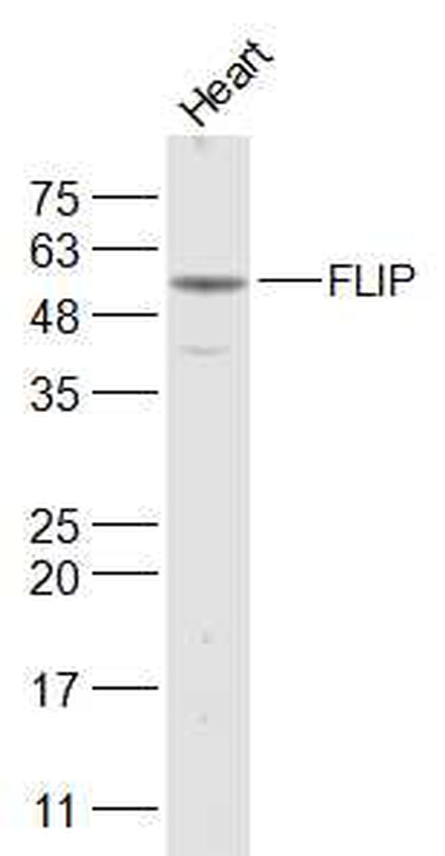 FLIP Antibody in Western Blot (WB)