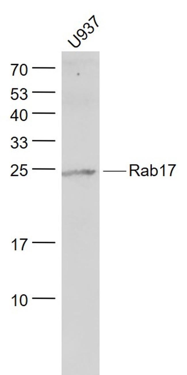 Rab17 Antibody in Western Blot (WB)