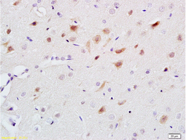 5-HT Antibody in Immunohistochemistry (Paraffin) (IHC (P))