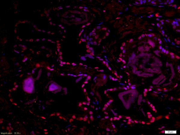 DMO/Dmrt1a Antibody in Immunohistochemistry (Paraffin) (IHC (P))