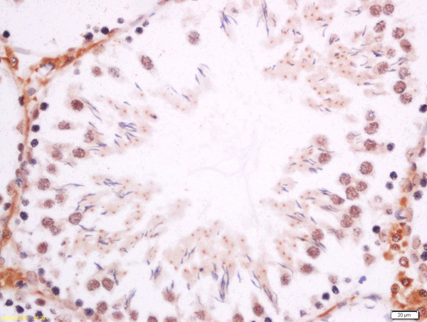 DMO/Dmrt1a Antibody in Immunohistochemistry (Paraffin) (IHC (P))