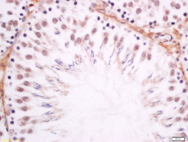 DMO/Dmrt1a Antibody in Immunohistochemistry (Paraffin) (IHC (P))