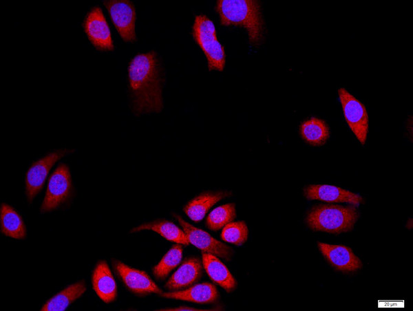 SAP102/DLG3 Antibody in Immunocytochemistry (ICC/IF)