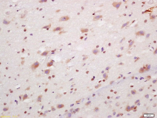 PCP4/PEP-19 Antibody in Immunohistochemistry (Paraffin) (IHC (P))