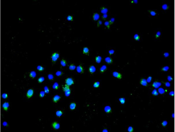 PTP zeta Antibody in Immunocytochemistry (ICC/IF)